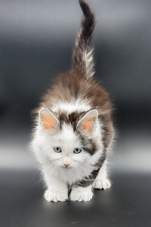 Herman | Maine Coon Kitten