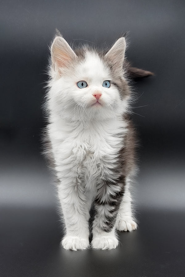 Herman | Maine Coon Kitten