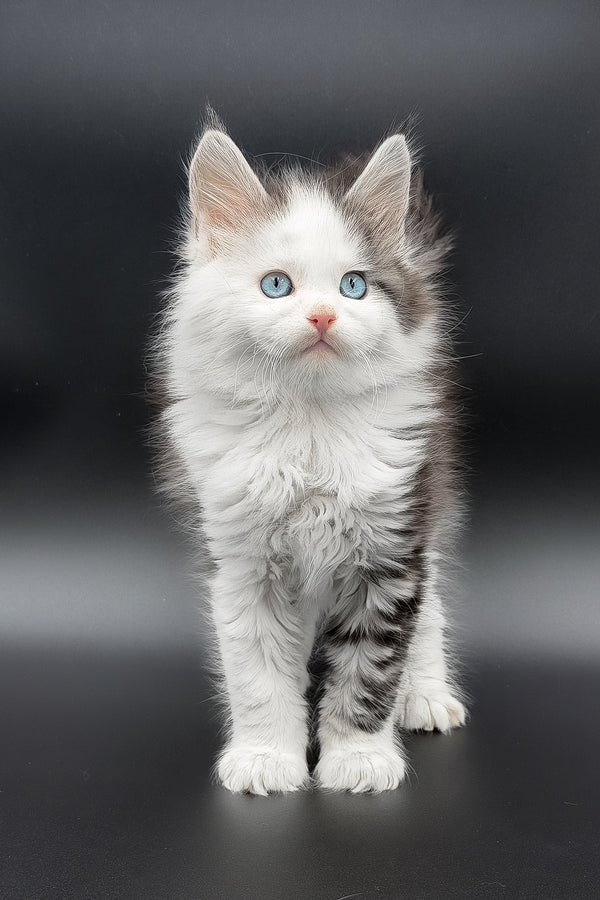 Herman | Maine Coon Kitten