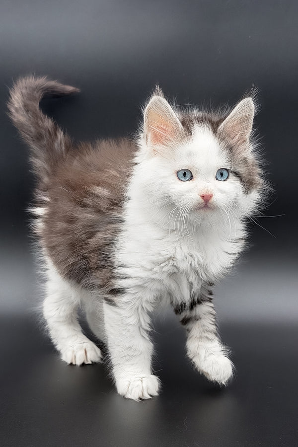 Herman | Maine Coon Kitten