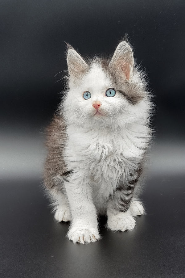 Herman | Maine Coon Kitten