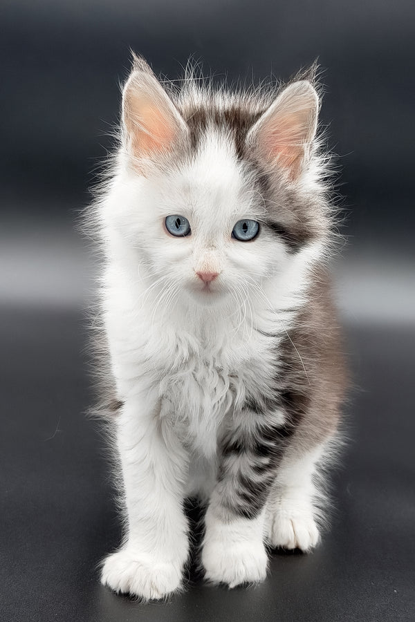 Herman | Maine Coon Kitten
