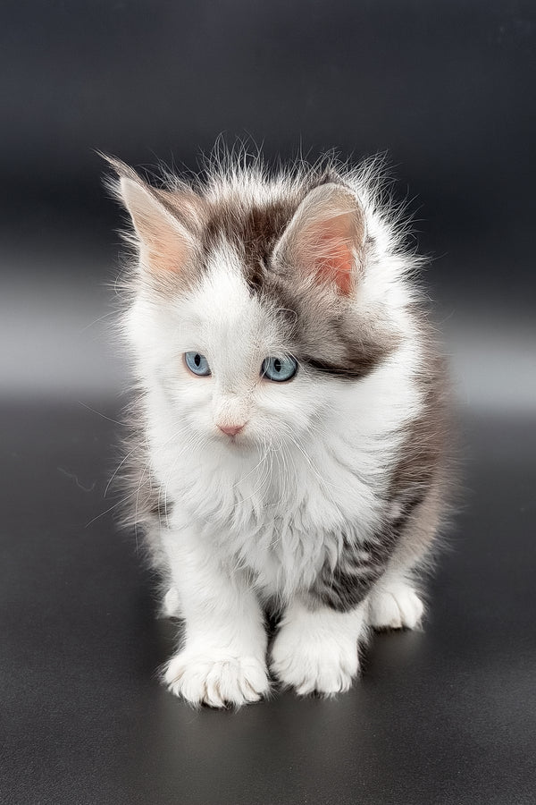 Herman | Maine Coon Kitten