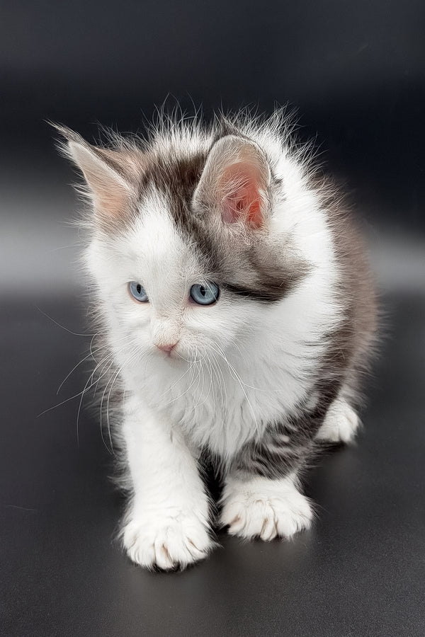 Herman | Maine Coon Kitten
