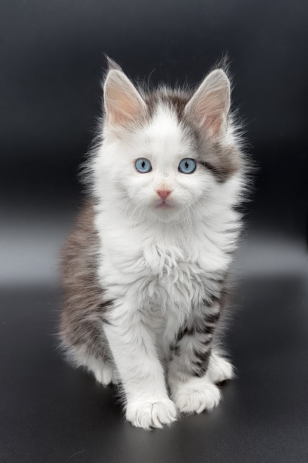 Herman | Maine Coon Kitten