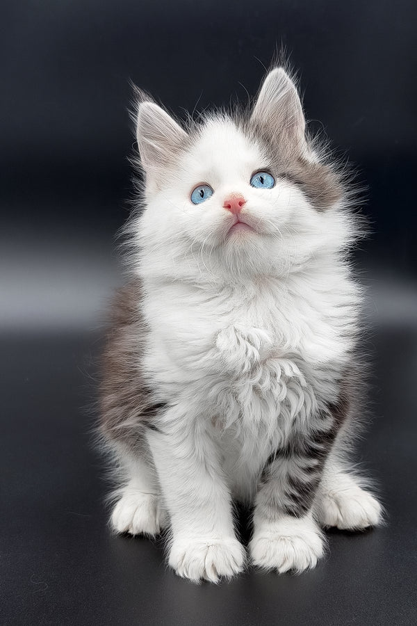 Herman | Maine Coon Kitten