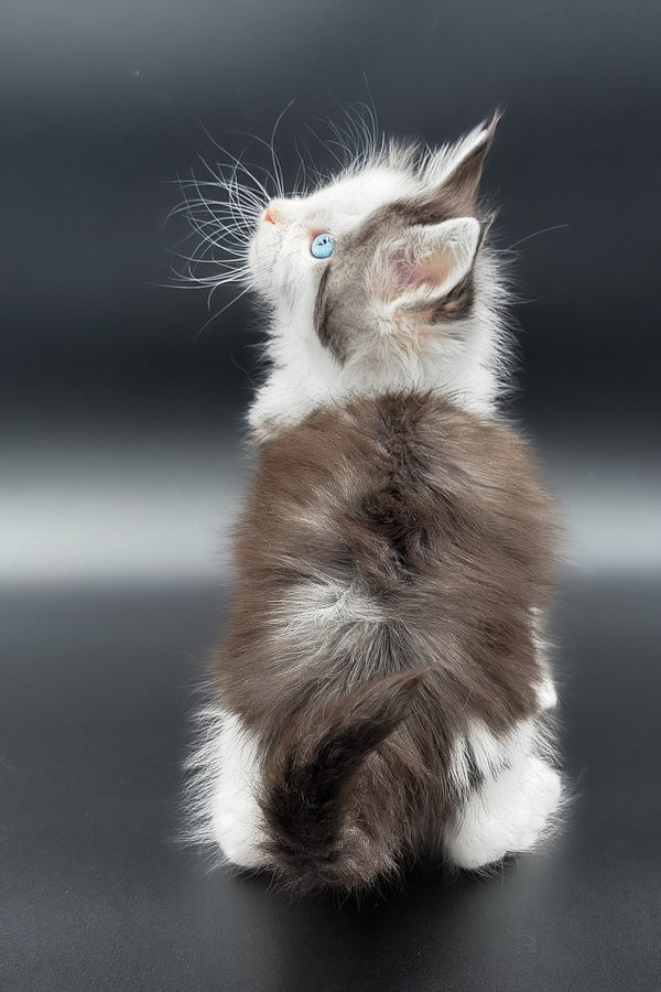 Herman | Maine Coon Kitten