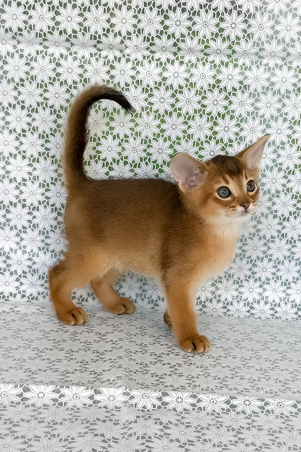 Hermes | Abyssinian Kitten