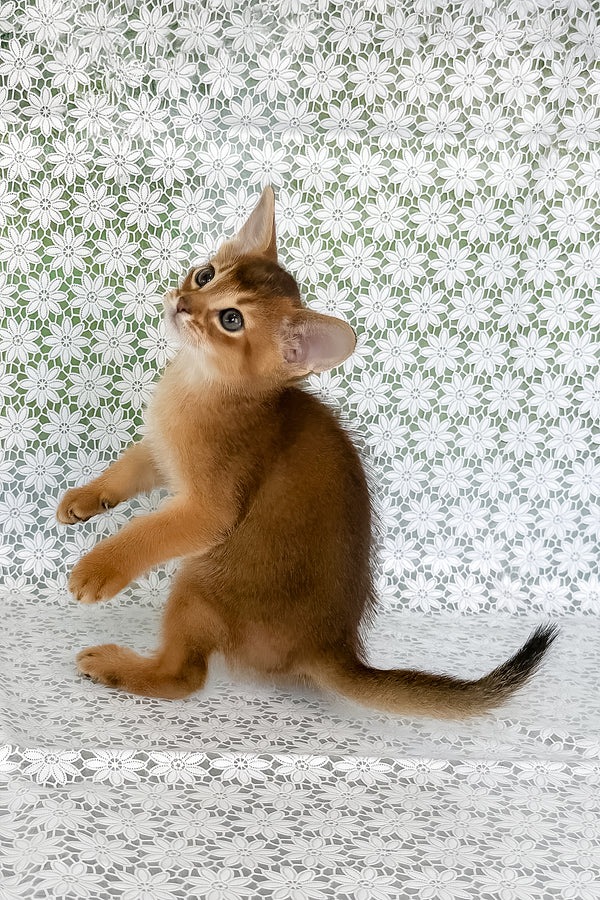 Hermes | Abyssinian Kitten