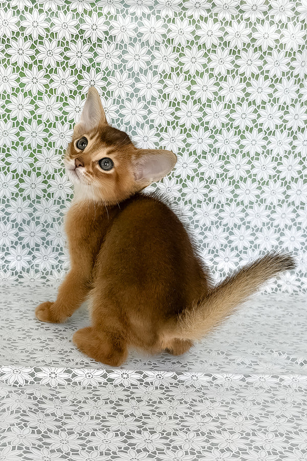 Hermes | Abyssinian Kitten
