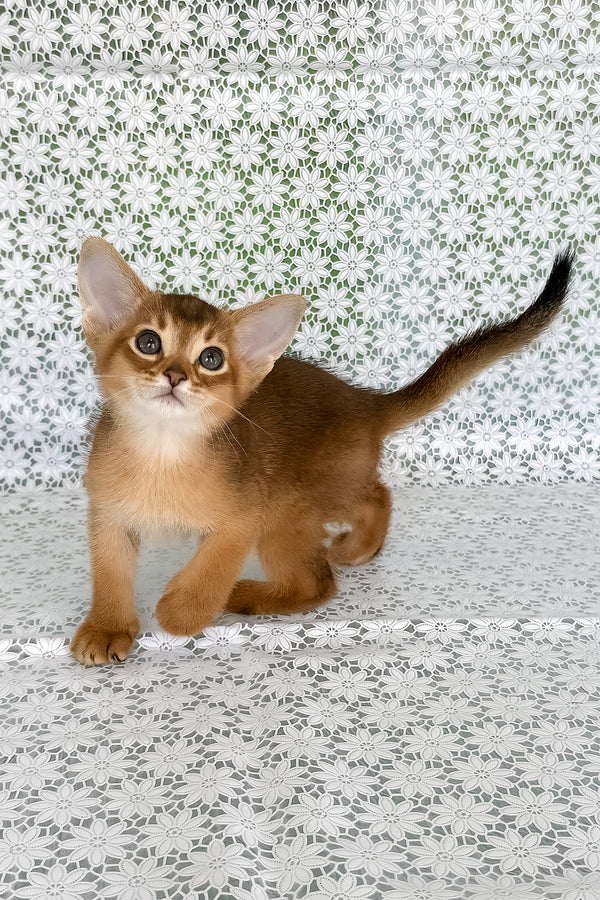 Hermes | Abyssinian Kitten