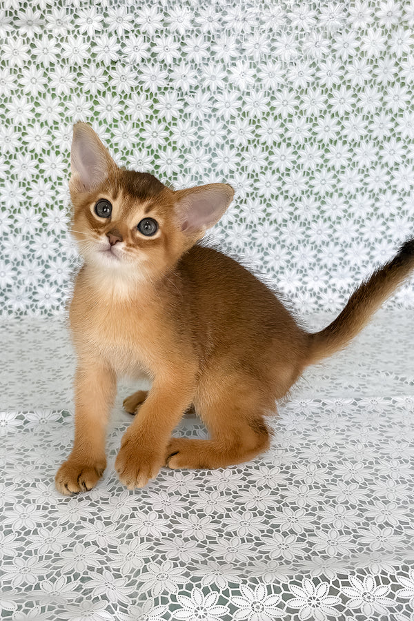 Hermes | Abyssinian Kitten
