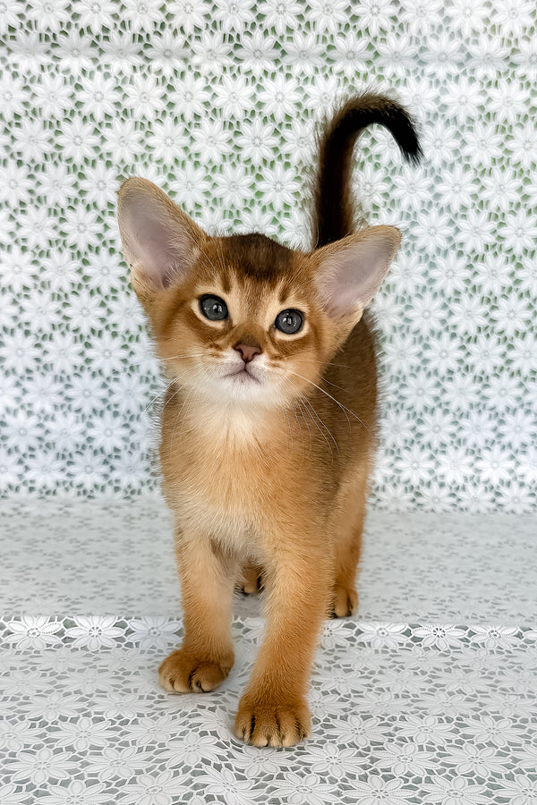 Hermes | Abyssinian Kitten