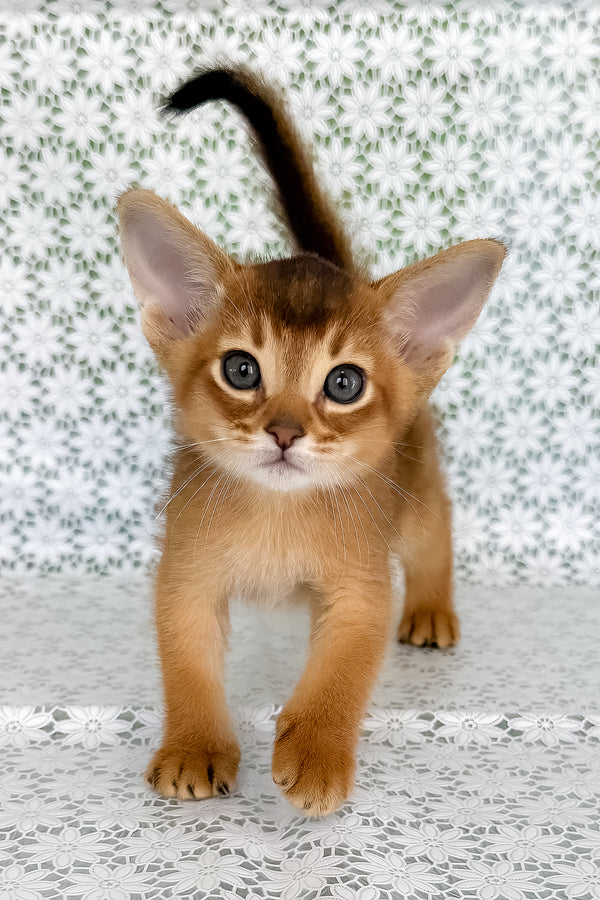 Hermes | Abyssinian Kitten