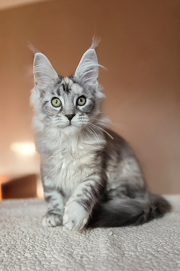 Hestia | Maine Coon Kitten