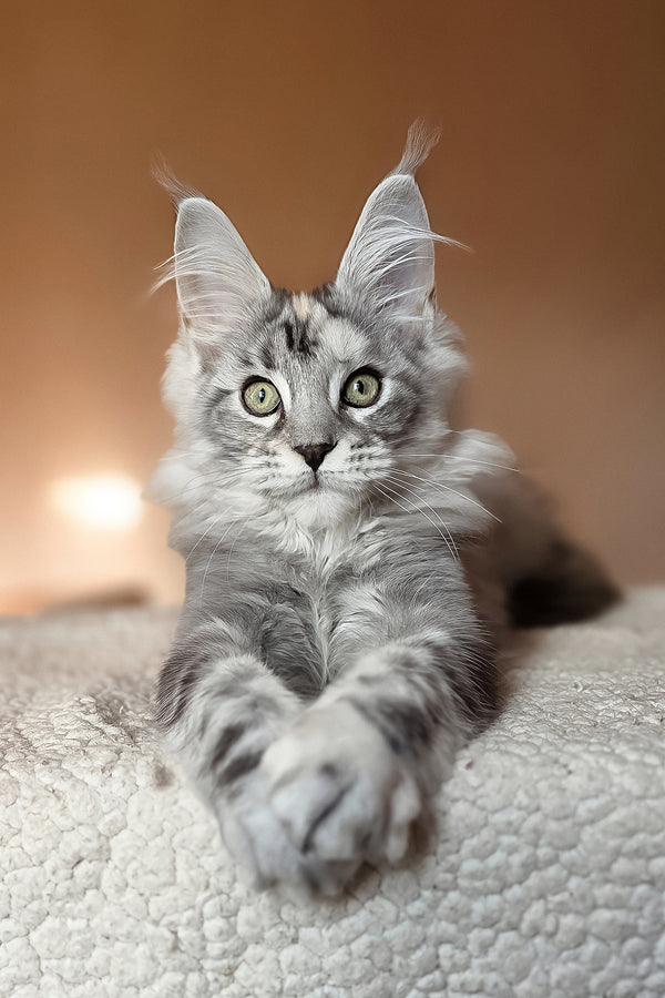 Hestia | Maine Coon Kitten