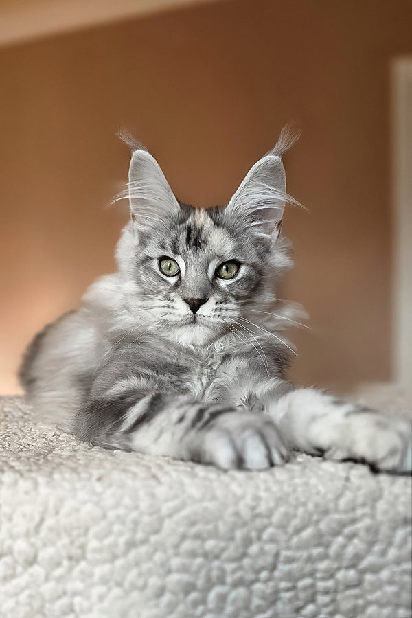 Hestia | Maine Coon Kitten