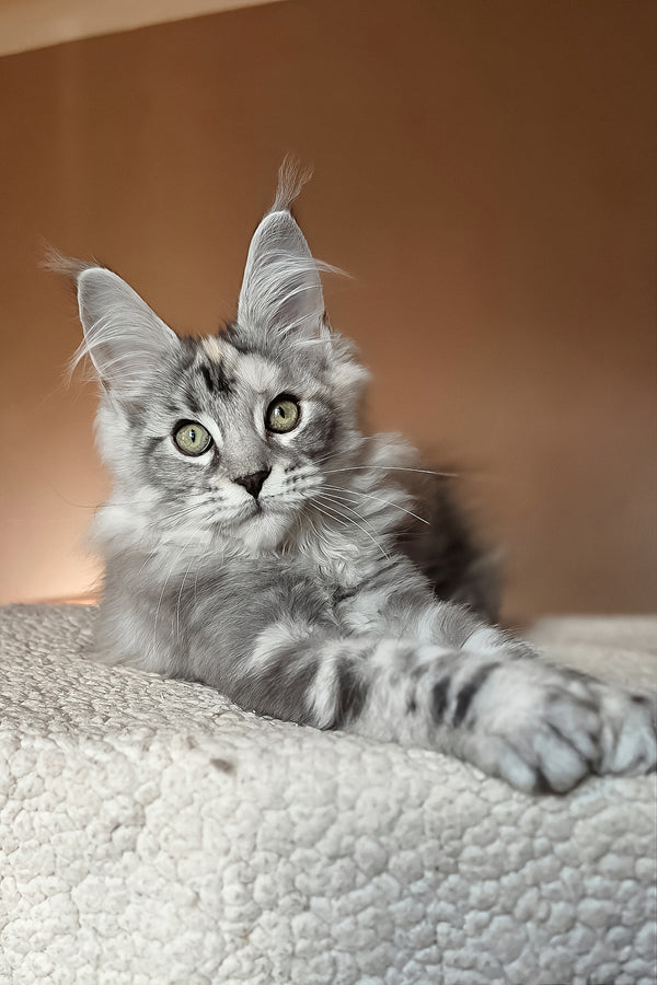 Hestia | Maine Coon Kitten