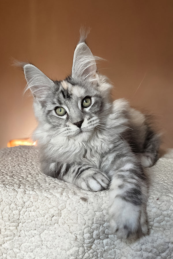 Hestia | Maine Coon Kitten