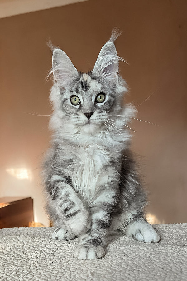 Hestia | Maine Coon Kitten
