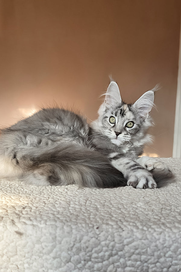 Hestia | Maine Coon Kitten