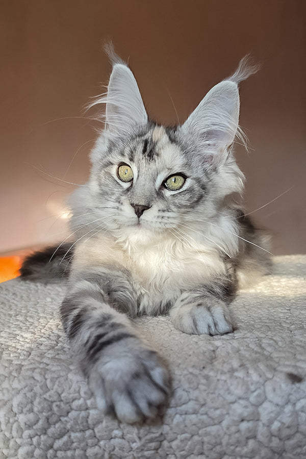 Hestia | Maine Coon Kitten