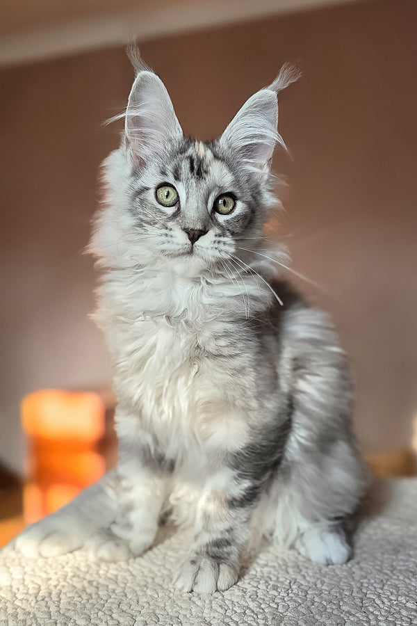 Hestia | Maine Coon Kitten