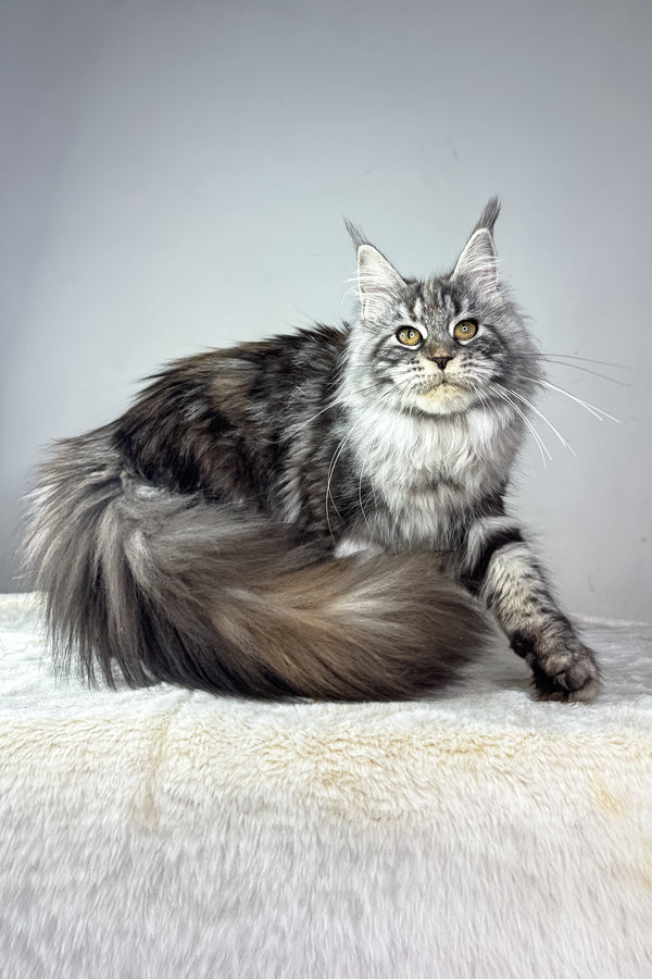 Hillary | Maine Coon Kitten