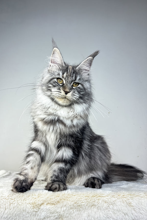 Hillary | Maine Coon Kitten
