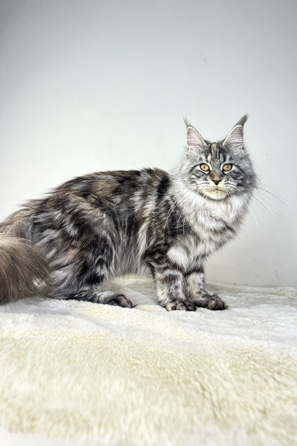 Hillary | Maine Coon Kitten