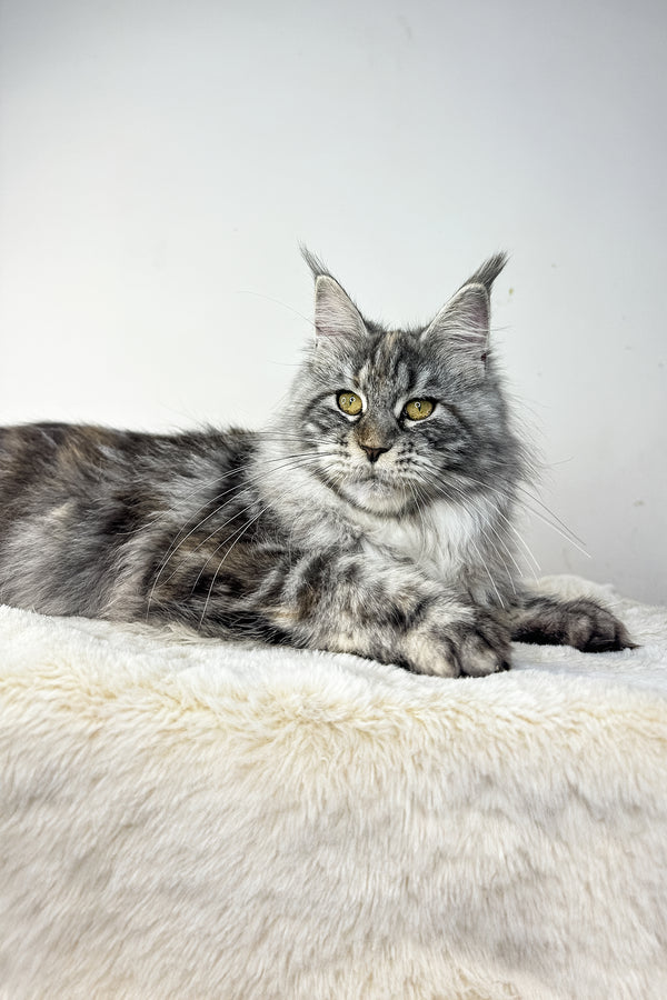 Hillary | Maine Coon Kitten