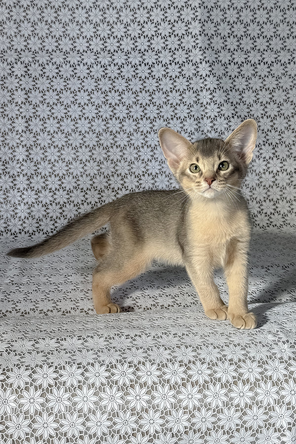 Hiron | Abyssinian Kitten