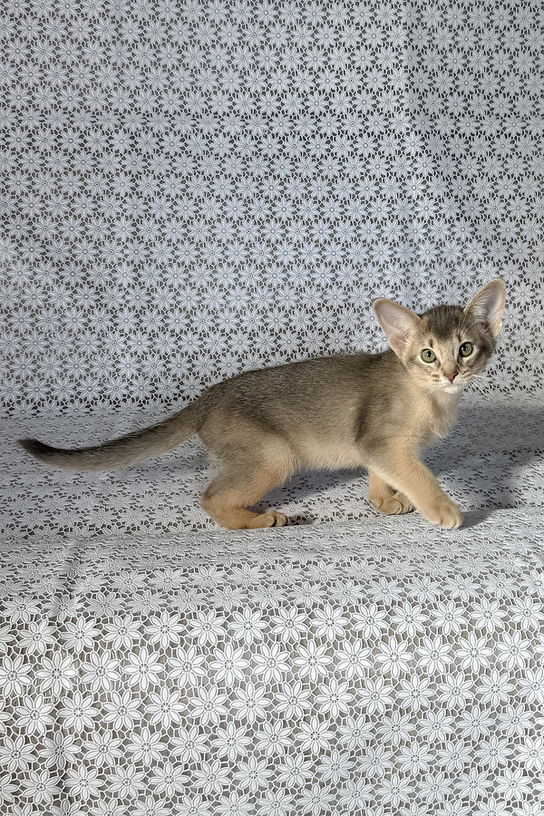 Hiron | Abyssinian Kitten