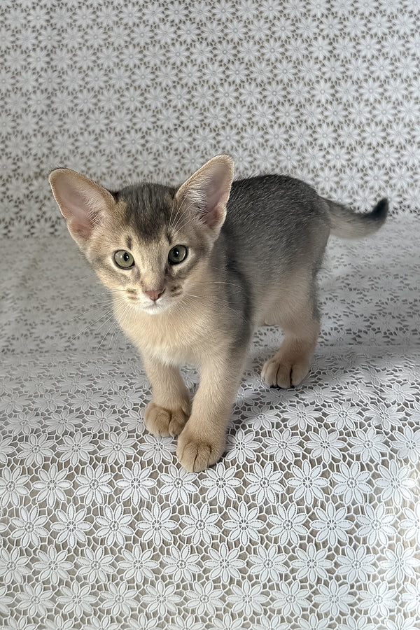 Hiron | Abyssinian Kitten