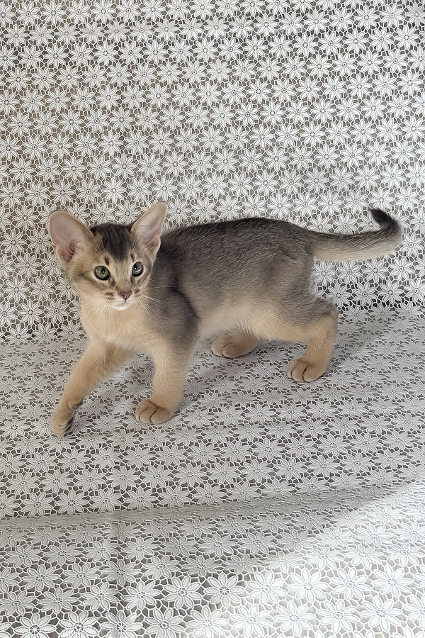 Hiron | Abyssinian Kitten