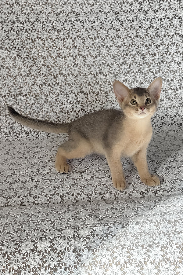 Hiron | Abyssinian Kitten