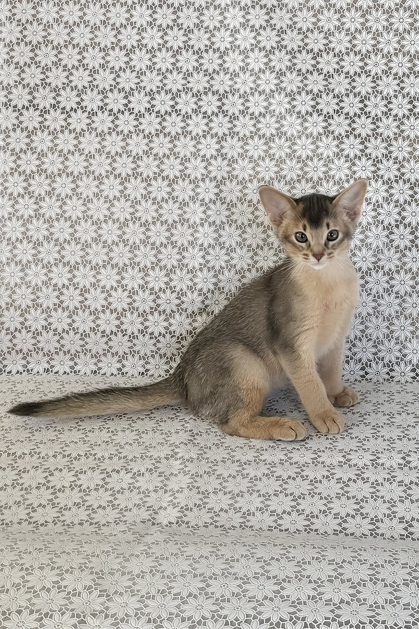 Hiron | Abyssinian Kitten