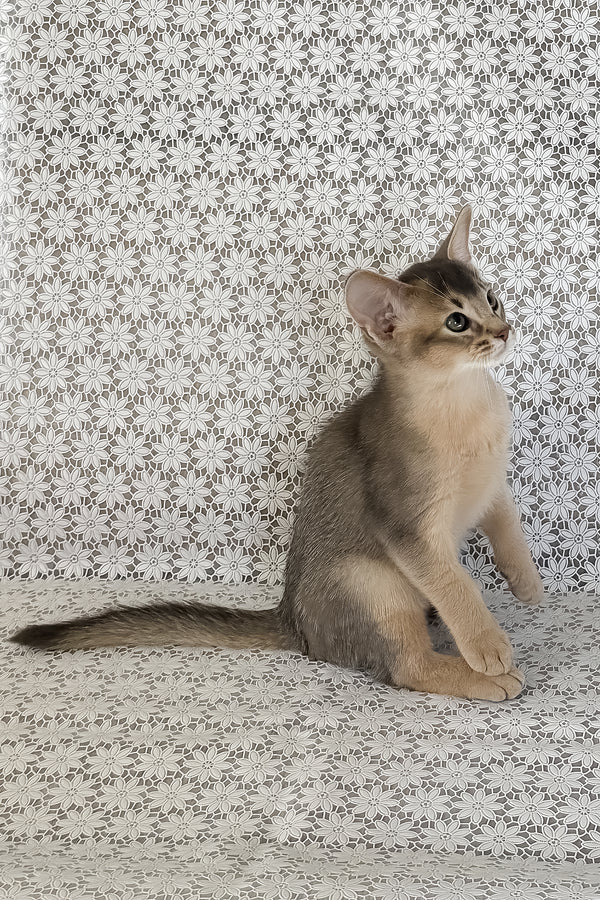 Hiron | Abyssinian Kitten