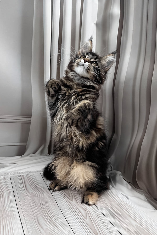 Holly | Maine Coon Kitten