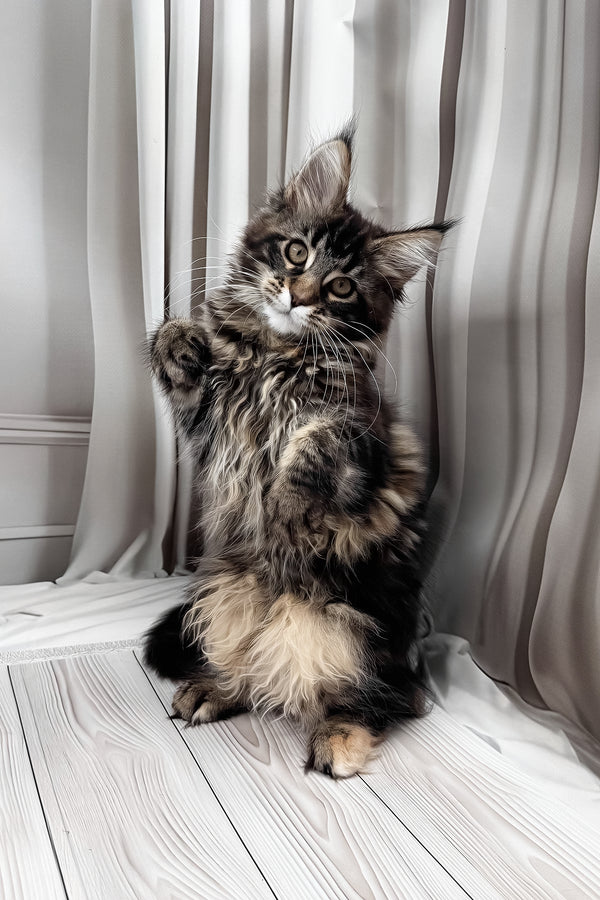 Holly | Maine Coon Kitten
