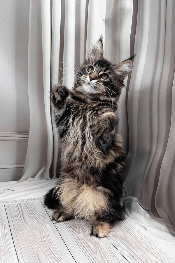 Holly | Maine Coon Kitten