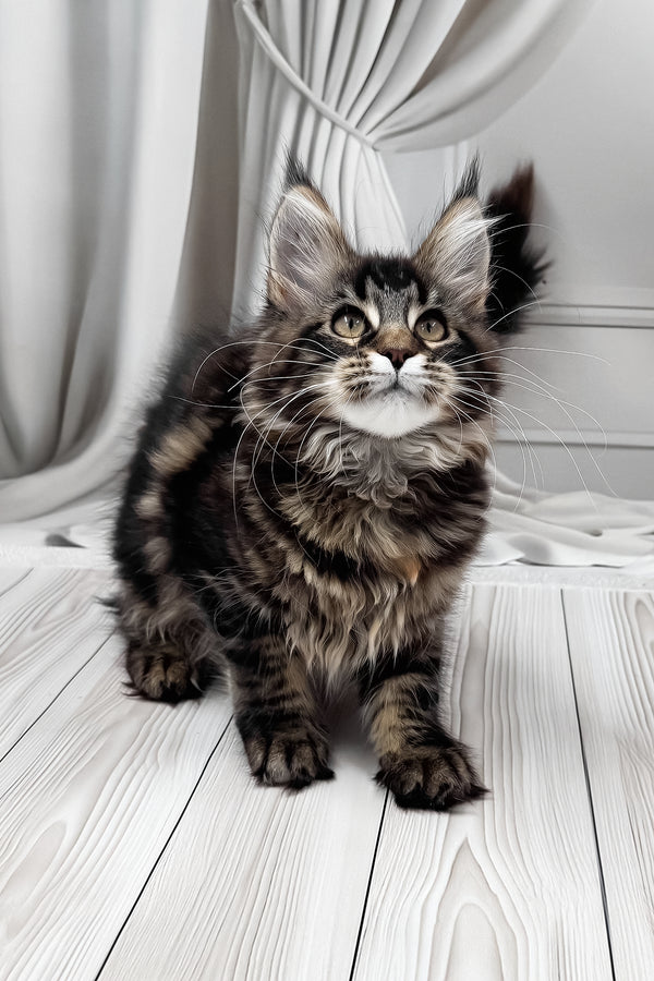 Holly | Maine Coon Kitten
