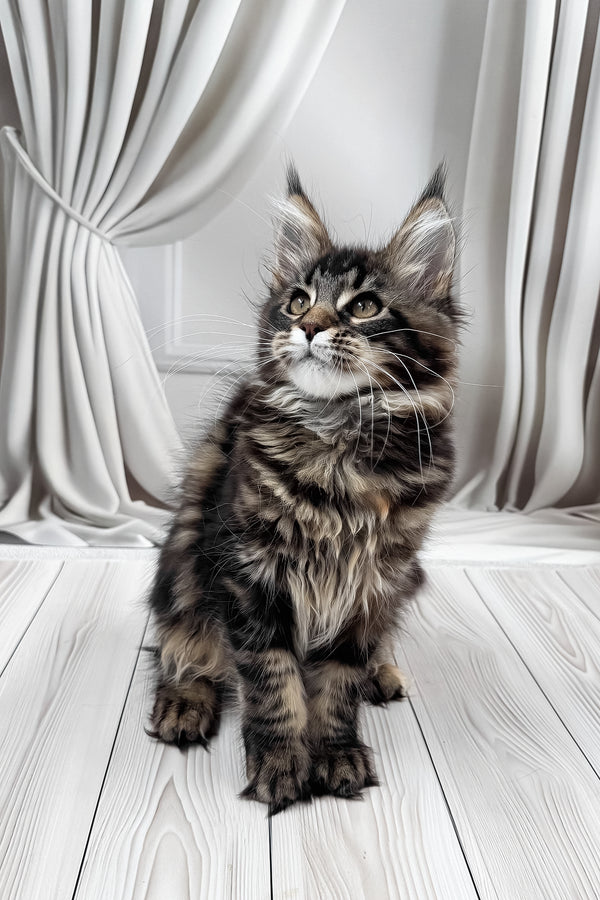 Holly | Maine Coon Kitten