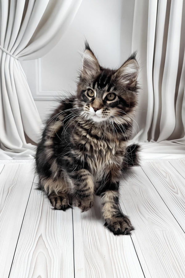 Holly | Maine Coon Kitten