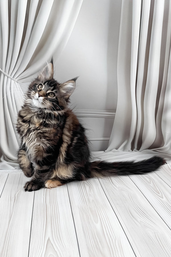 Holly | Maine Coon Kitten