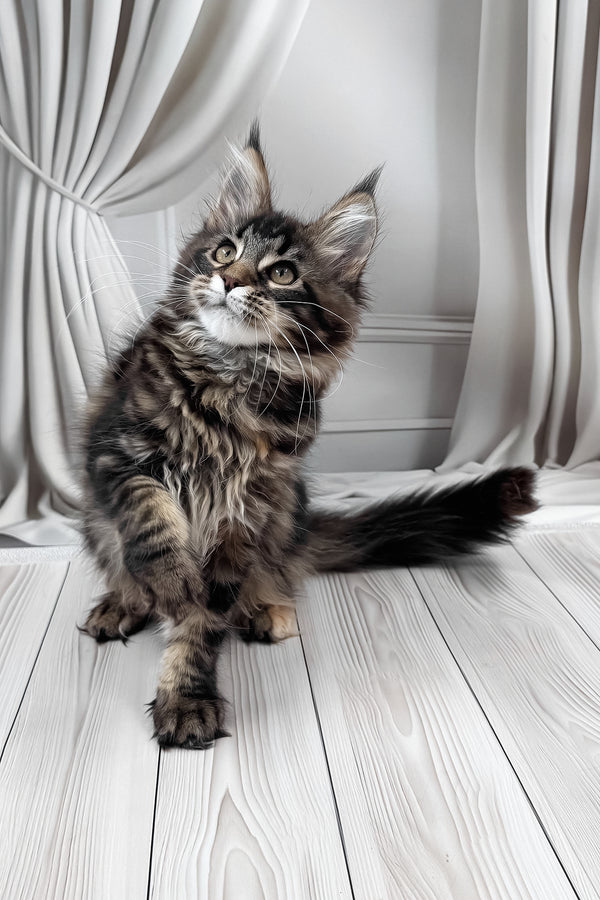 Holly | Maine Coon Kitten