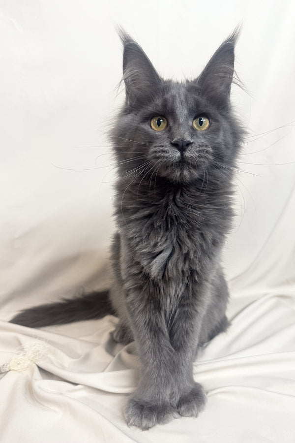 Honey | Polydactyl Maine Coon Kitten