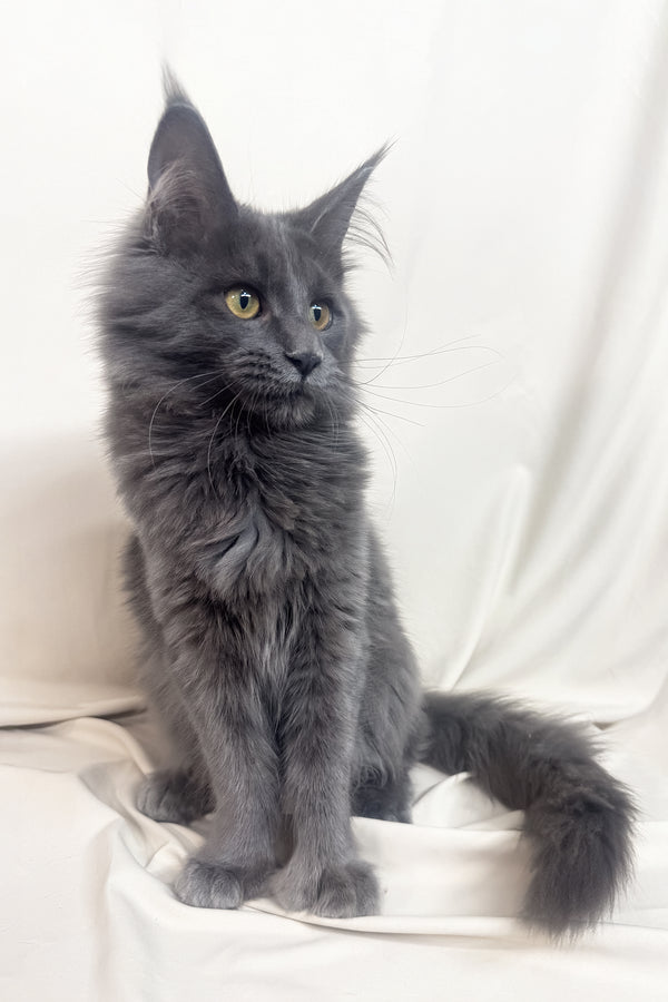 Honey | Polydactyl Maine Coon Kitten