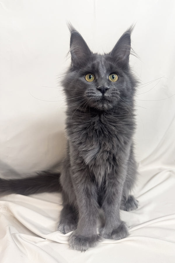Honey | Polydactyl Maine Coon Kitten