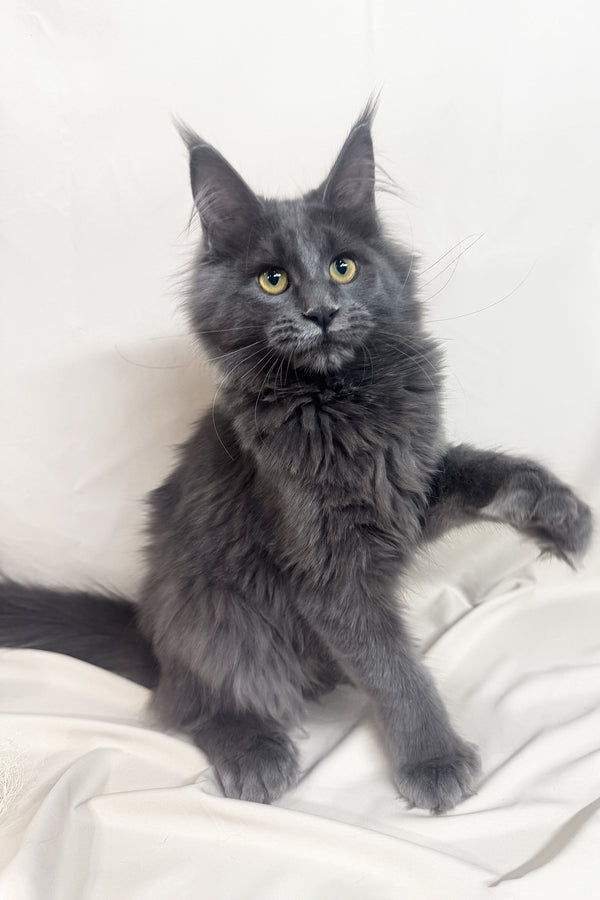 Honey | Polydactyl Maine Coon Kitten